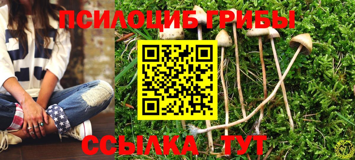 купить наркоту  Вход с VPN  Коряжма  Псилоцибиновые грибы GOLDEN TEACHER  Псилоцибиновые грибы Psilocybe 